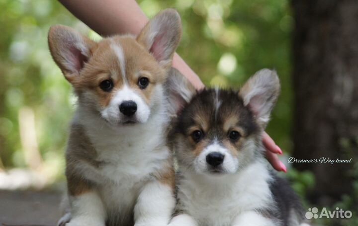 Щенки вельш-корги пемброк в наличии в Москве