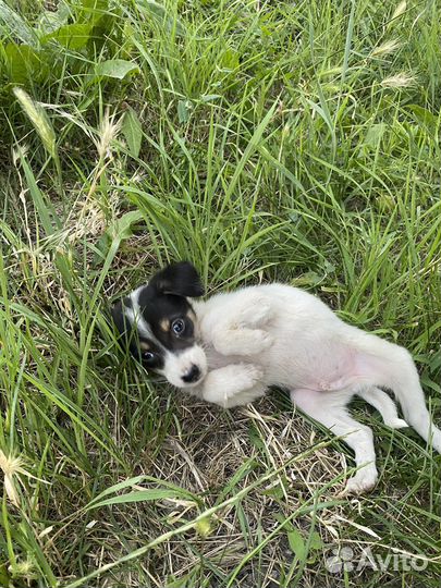 Щенки