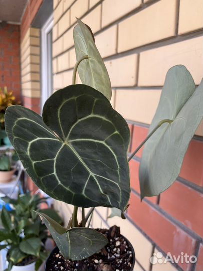 Антуриум кларинервиум