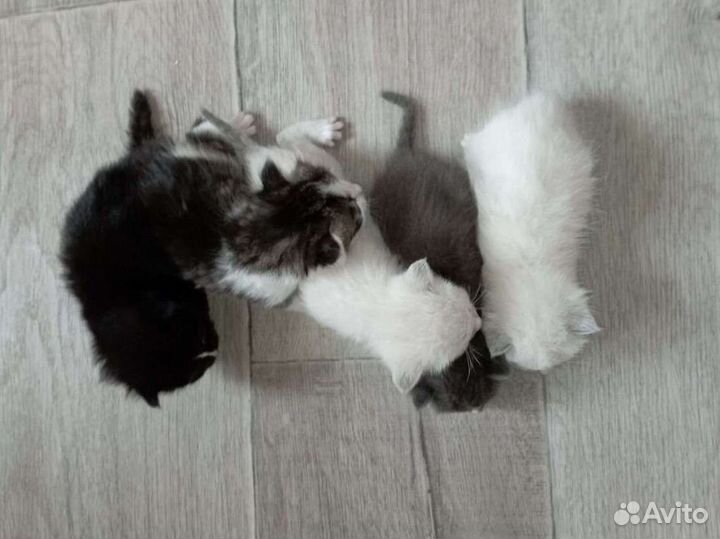 Котята бесплатно