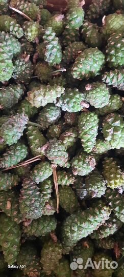 Шишки сосновые и еловый