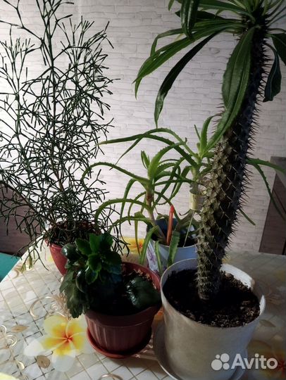 Продам цветы