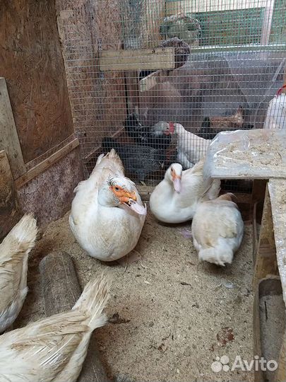 Утята индоутки