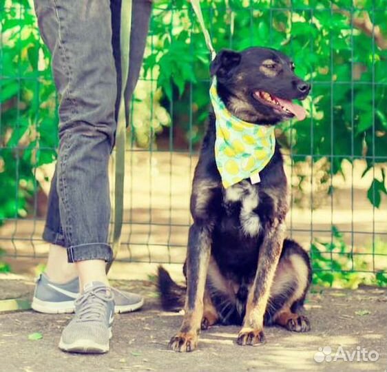 Собачка Виктор в поисках дома