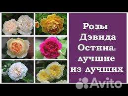 Английские Розы саженцы 65 сортов