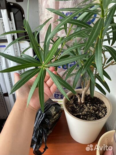 Цветок олеандр розовый