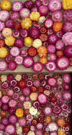 Гелихризум, бессмертник, сухоцвет