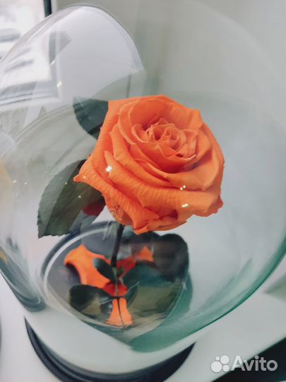Роза в колбе