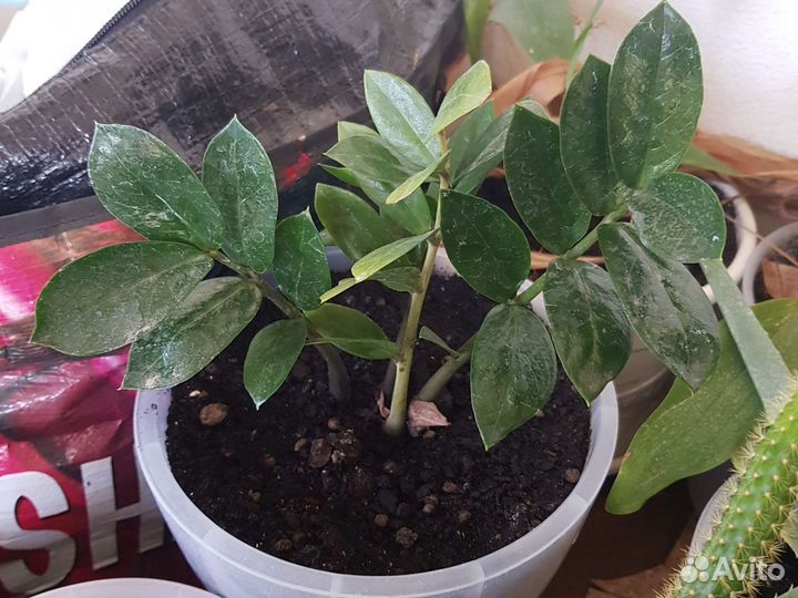 Кактус.Замиокулькас