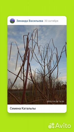 Катальпа- декоративное дерево