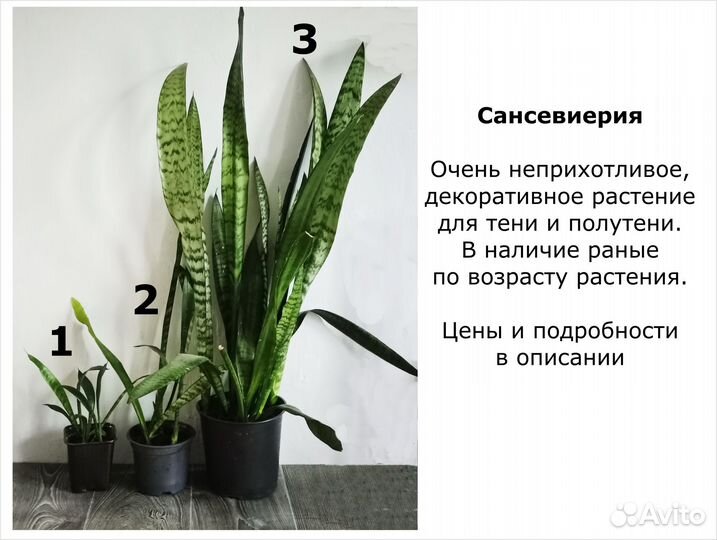 Цветы домашние декоративные. Цены разные