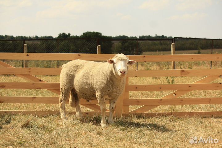 Баран Иль де Франс
