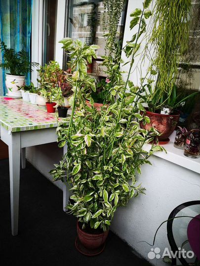 Педилантус