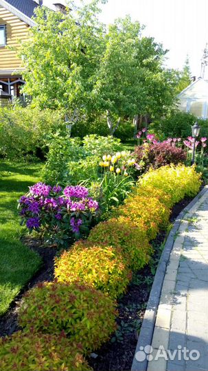 Кустарники Спиреи