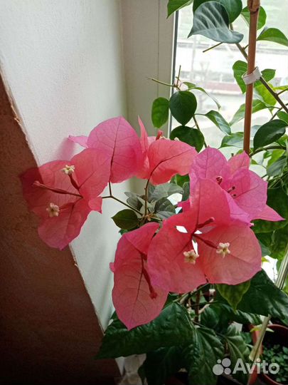 Бугенвиллия красная Продаются отростки