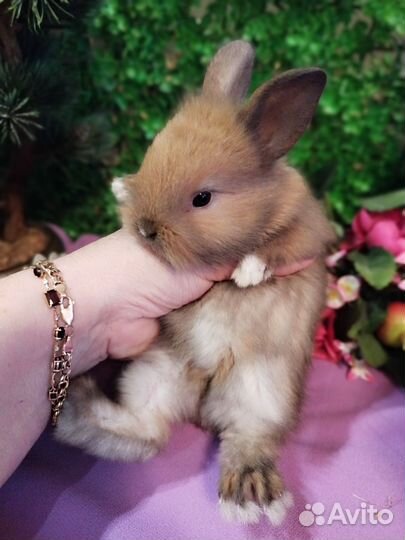 Мини карликовый кролик. Большой выбор