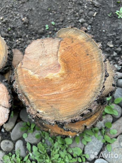 Спилы фруктовых деревьев