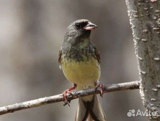 Певчие лесные птицы