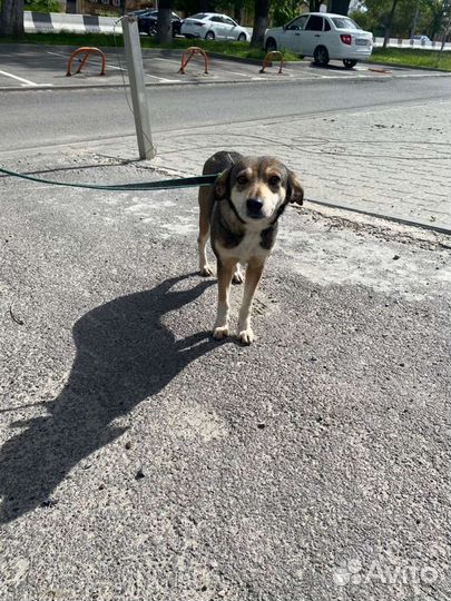 Собачка в добрые руки