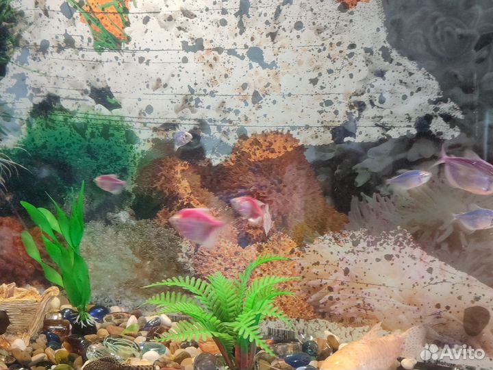 Аквариум с рыбками бу