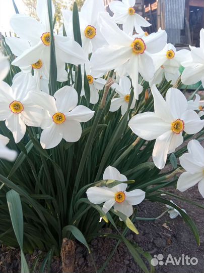 Нарцисс с запахом