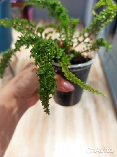 Нефролепис Эмина