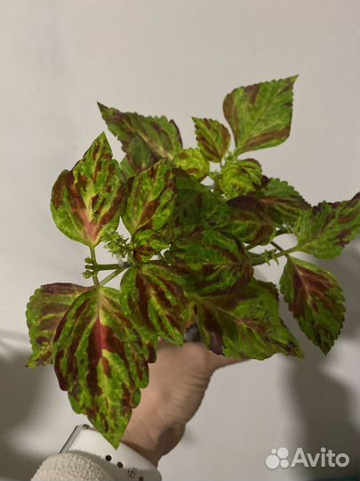 Колеусы сортовые