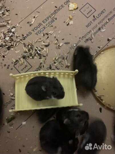 Хомячки джунгарики 1 -2 месяца