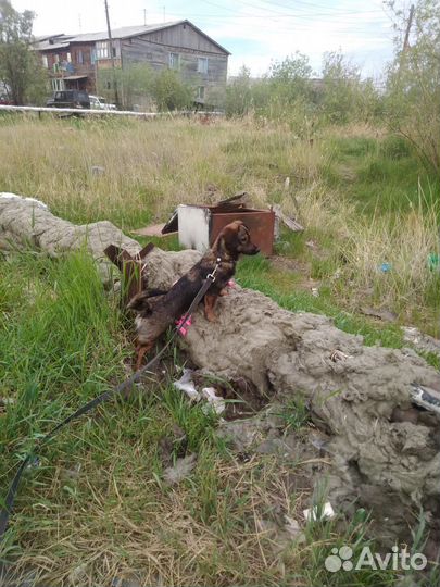 Маленькая собака в добрые руки бесплатно