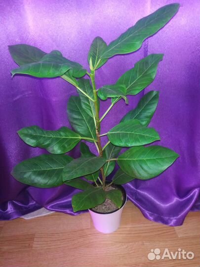 Фикус Альтиссима Бенгальский тигр