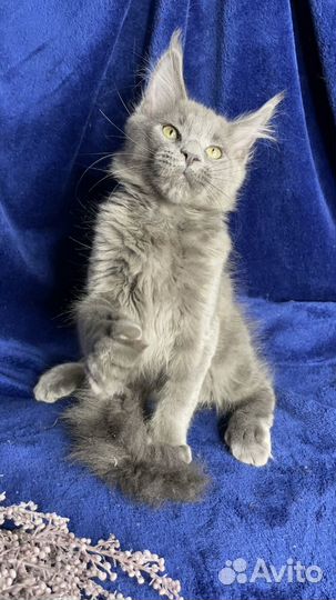 Мальчишка Мейн-кун