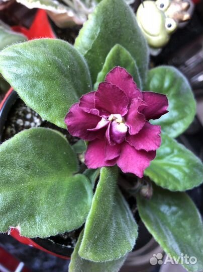 Сортовая фиалка обмен