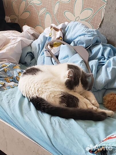 Отдам кота в добрые руки