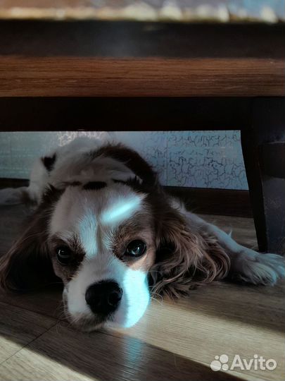 Кавалер Кинг чарльз спаниель для вязки мальчик