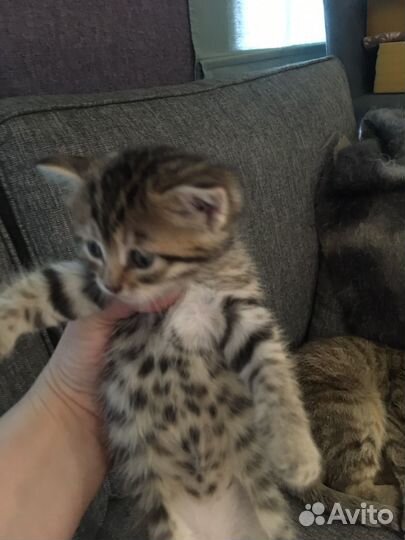 Котенок девочка