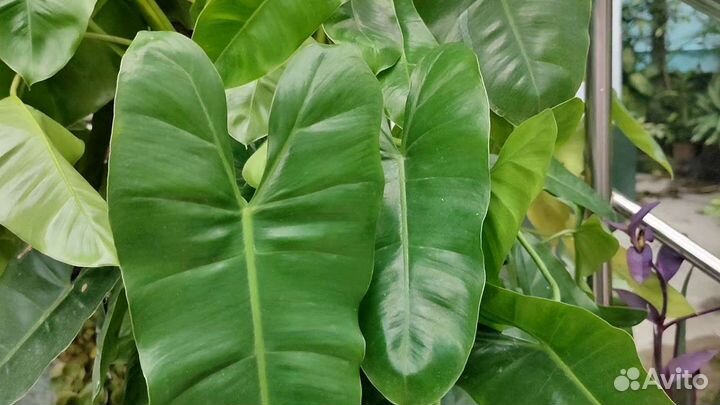 Комнатные цветы растение филодендрон Доместикум
