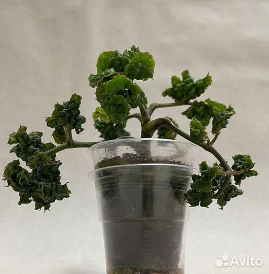 Палисциасы