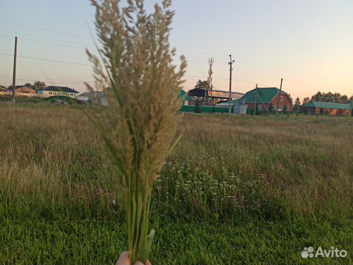 Вейник сухоцвет