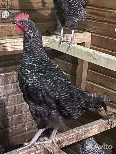 Петушки доминант D 959