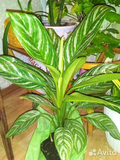 Сансивьерия Лауренти,аглоанема Страйпс