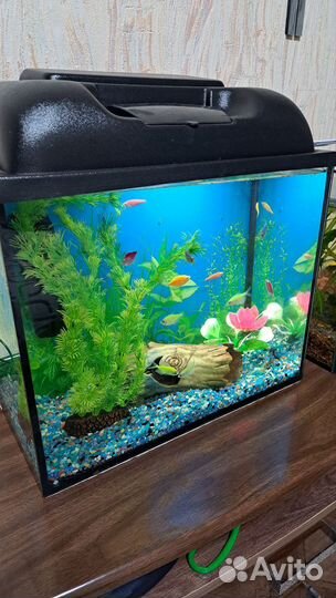 Аквариум 25л с рыбками и всем содержимым