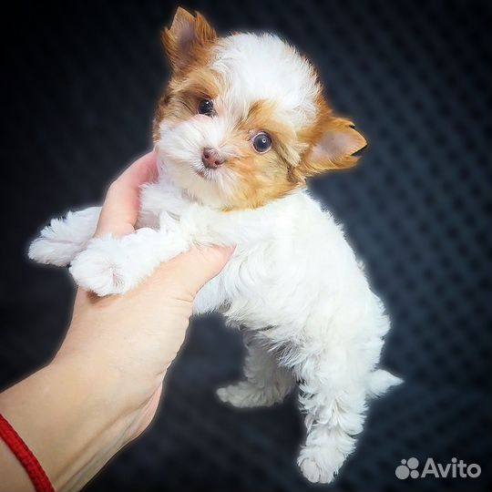 Крошечная малышка Цветного Йорка