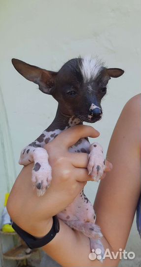 Китайская хохлатая