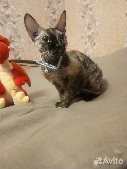 Сфинкс бесплатно