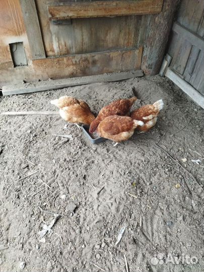 Куры несушки
