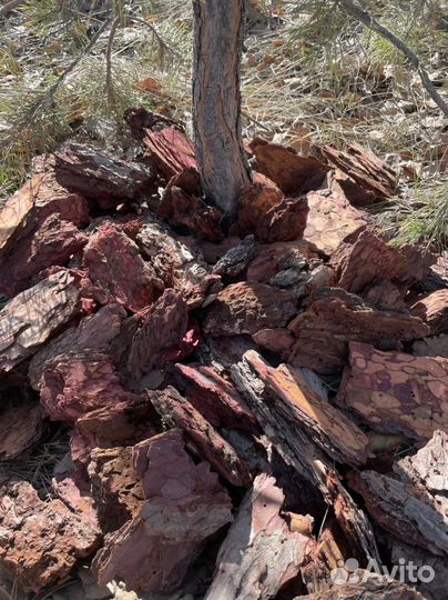 Кора мульча сосны, листвиницы