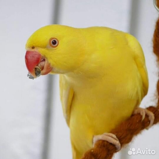 Ожереловые