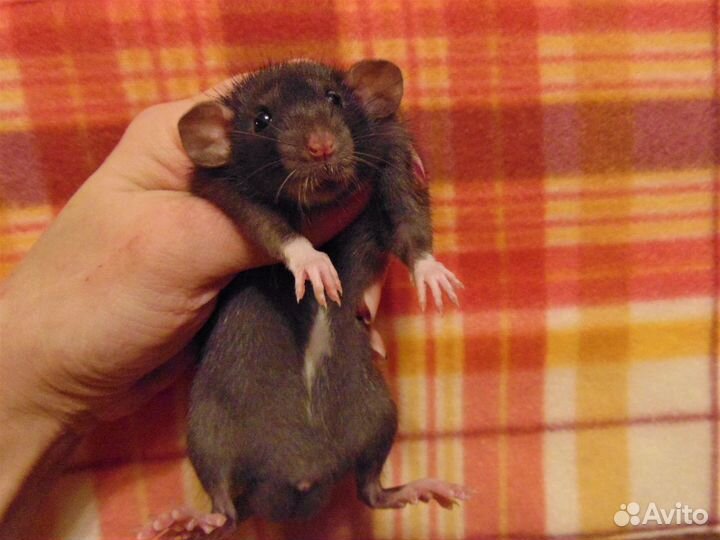 Крысы, крысята дамбо большой выбор, клетки