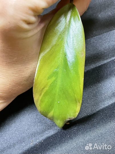 Филодендрон блэк кардинал вариегатный