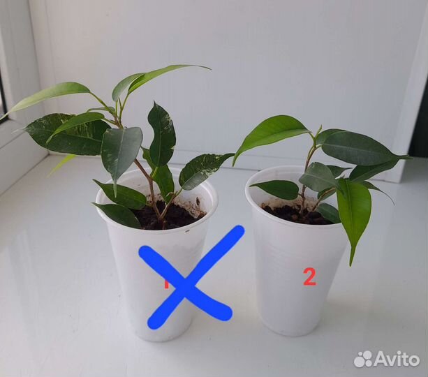 Комнатные растения цветы